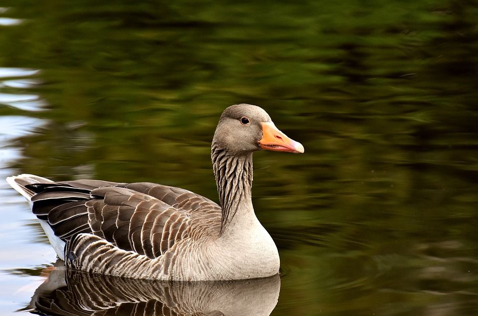 Goose, Golden Eggs And The Grandma